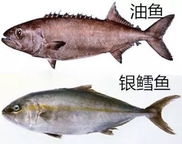 鳕鱼要比油鱼大一些.真鳕鱼的鳞片非常锋利,摸上去像针刺一样.