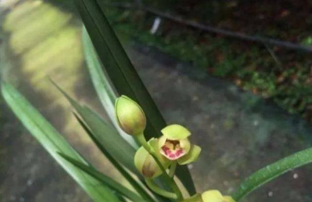 如何才能快速发芽 8104718a29914afd9c9385b2897f2151.jpeg