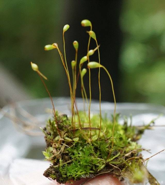 葫芦藓:(1)丛集的植物体;(2)叶;(3)雄苞.