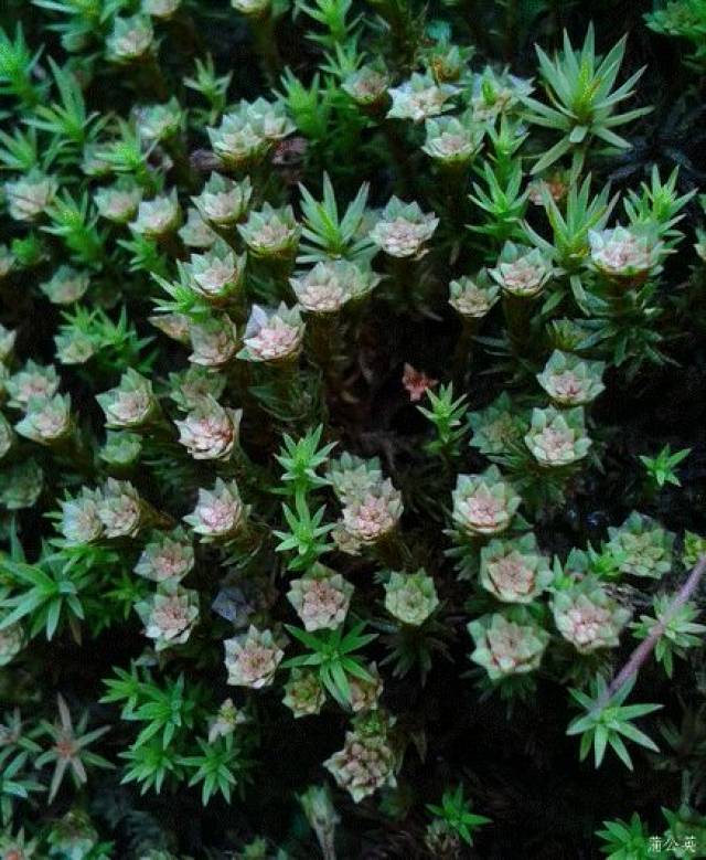 苔花 85bc13fda3c34d55852d8a7843d8e161.jpeg