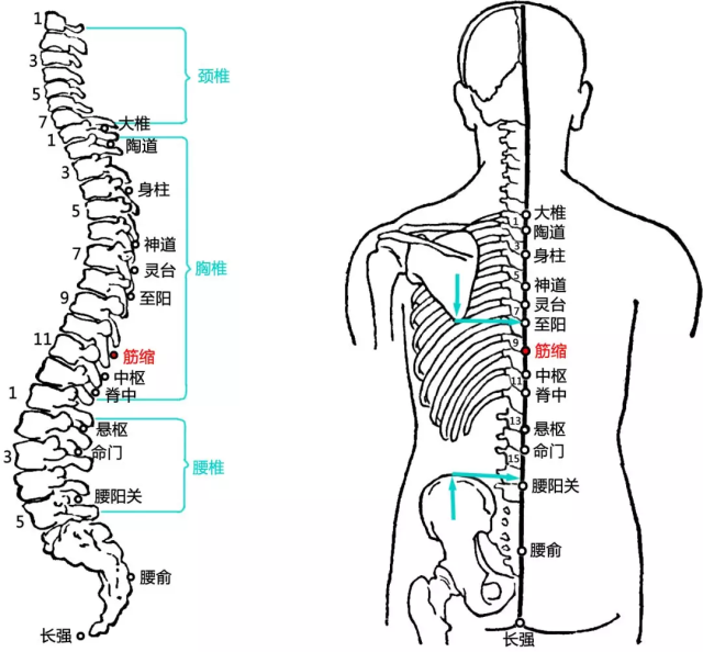 中医专长医师资格考试--筋缩穴: 主治心痛,癫痫,神经衰弱,癔病等