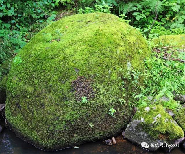 《汉语文化》_袁枚《苔》二首详解(附左思《咏史》和白居易《涧底松》