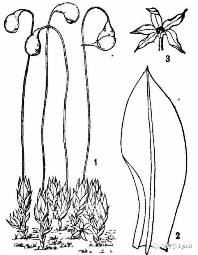 葫芦藓:(1)丛集的植物体;(2)叶;(3)雄苞.