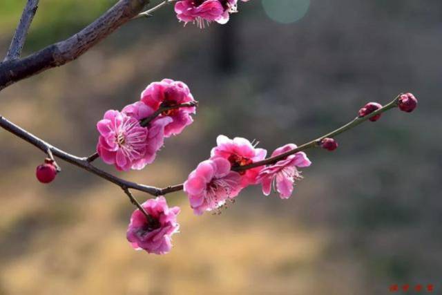 千年来,无数人与梅花相遇 他们在花间吟诗,在诗中品梅 谱就了天下最美