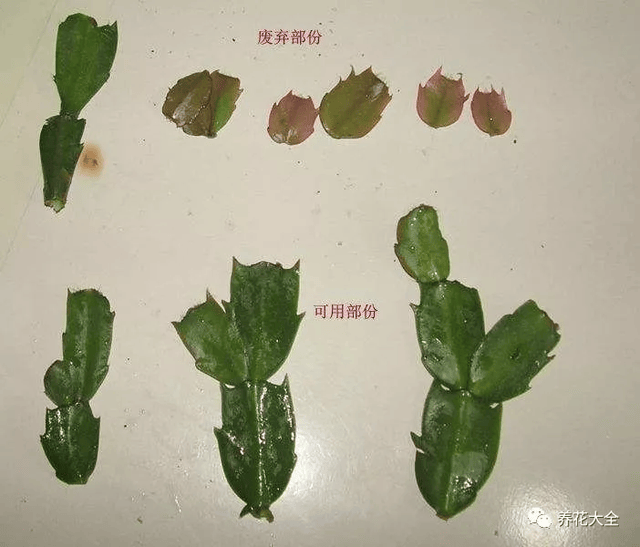 5,然后选一些健壮的蟹爪兰叶片,截成小段,每段2~3节叶片就可以.