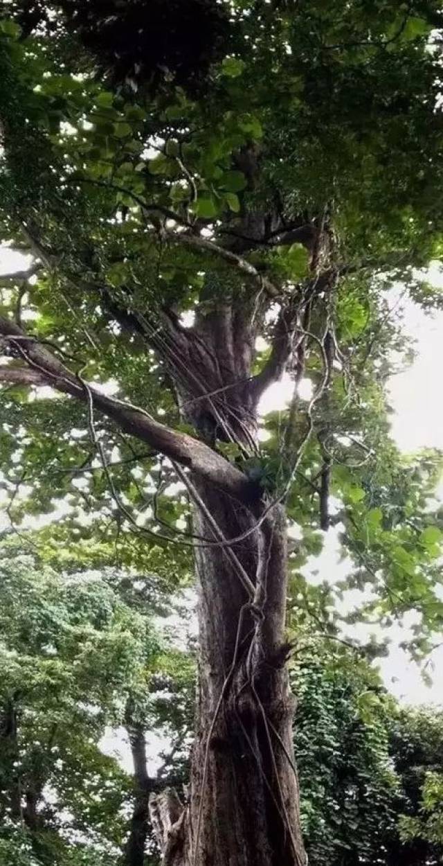 缅甸发现全球最古老,最大柚木树,超十层楼高