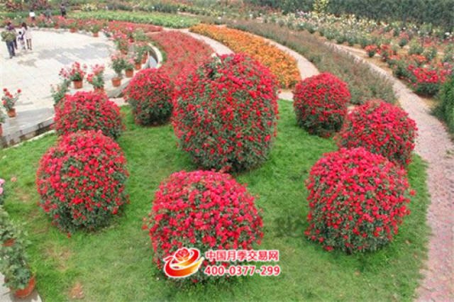 树状月季成功运用于该市美化彩化工程(图2) 树状月季成功运用于该市美化彩化工程(图2)