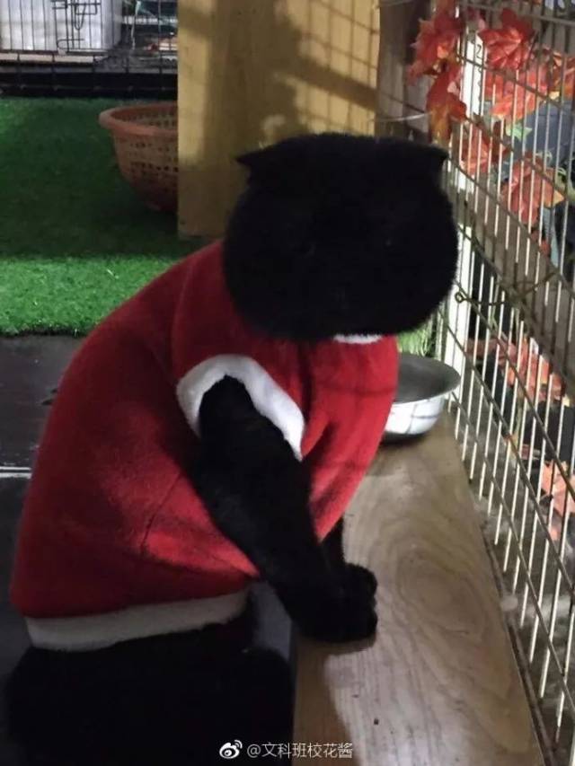 你们是猴子派来搞笑的吗?|爆笑囧图