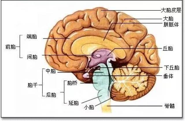 脑干位置太关键 我们都知道,脑和脊髓统称为中枢神经系统.
