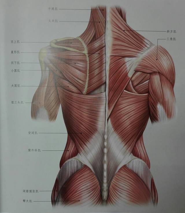 本分适合人群: 需要拉伸的肌肉:前锯肌,背阔肌,菱形肌,竖脊肌,棘突间
