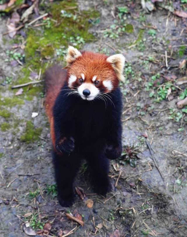 更有威武的非洲狮,霸气的东北虎等猛兽,呼唤潜藏在你内心的野性.