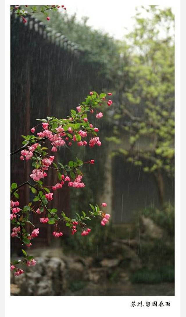 七绝/苏州留园春雨/才叹春来塘水浅,甘霖一泄了无愁