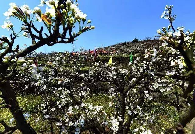 村是京白梨的产地,四面环山,风景秀美,每年的4月清明前后,到了梨花