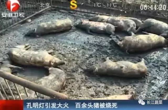 猪被活活烧死