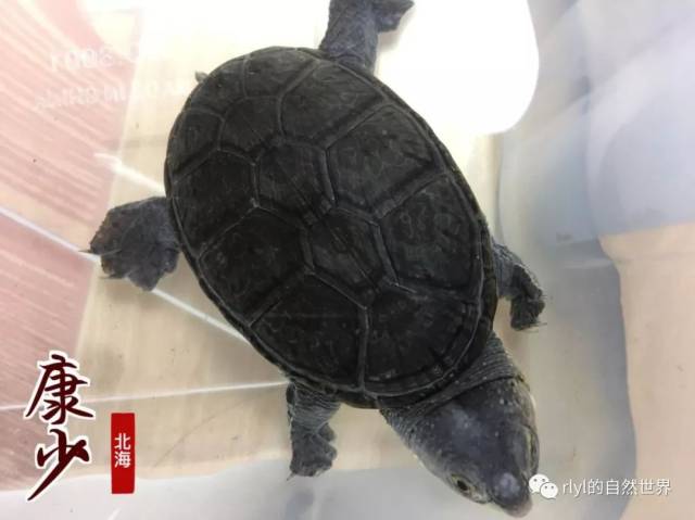 「窄桥蛋龟」挑选篇