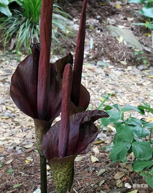 厨房花园 魔芋魔芋我问你,这个世界谁最瘦?