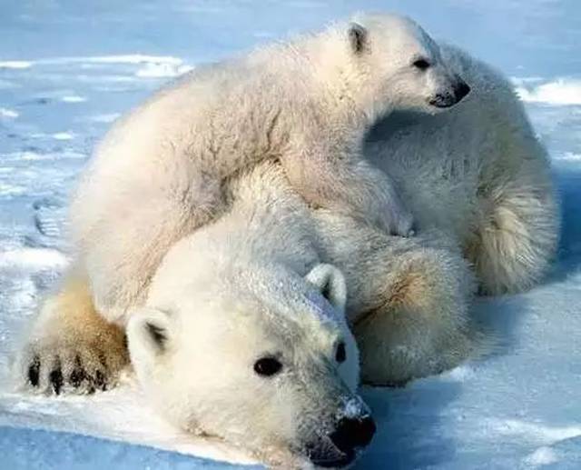 御寒神器加拿大鹅业绩大火,股市却遇冷 |Play