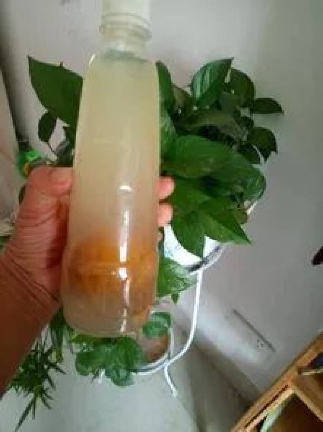 吃剩的橘子皮先别扔,养花有奇效!放花盆里,花肥钱都省了!