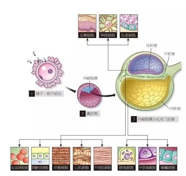 细胞再生 织纤维变得稀少以至于纤维母细胞缺少可依附的纤维,肌肤出现