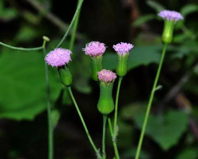 【植物欣赏】 踏青必备!带孩子认识这些春天常见植物吧