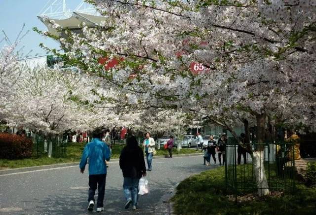 鲁迅公园樱花展3月18日将启幕,最全赏樱攻略出炉!敬请