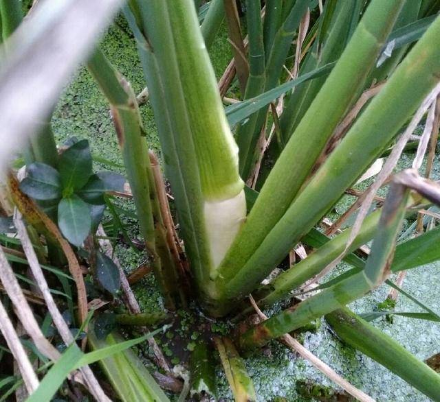 茭白的植株长得高大,在水土肥沃的江南地区,茭白能长到一米七到两米