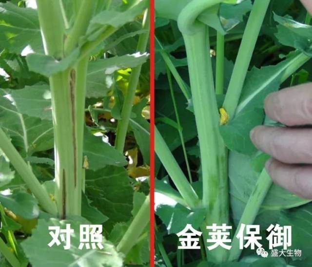 图1,使用"金荚保御"油菜,其硼元素的补充,可明显减少因缺硼而导致的