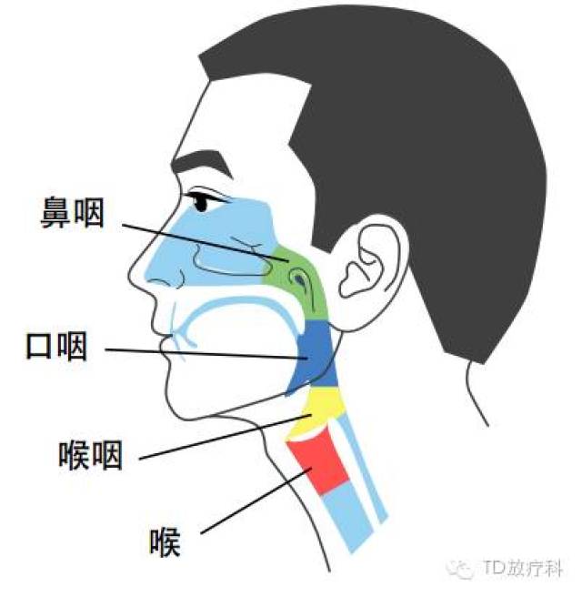 鼻咽其实就是咽喉的一部分,图1就是鼻咽在咽喉中的位置,而鼻咽癌就是