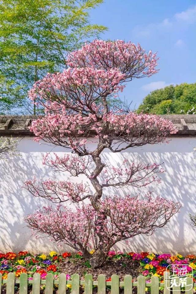 园内陈列了 梅花蜡梅精品盆景3 00余盆 大树型,古桩型,悬崖型,游龙式