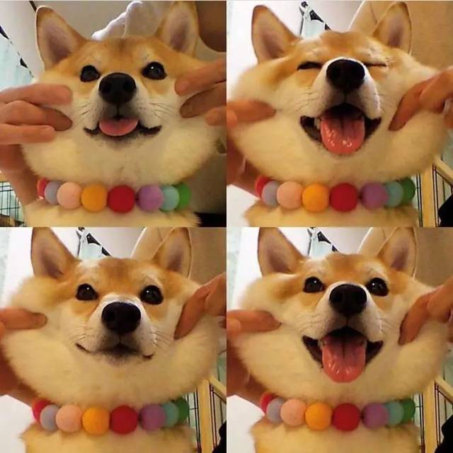 表情包大佬——柴犬