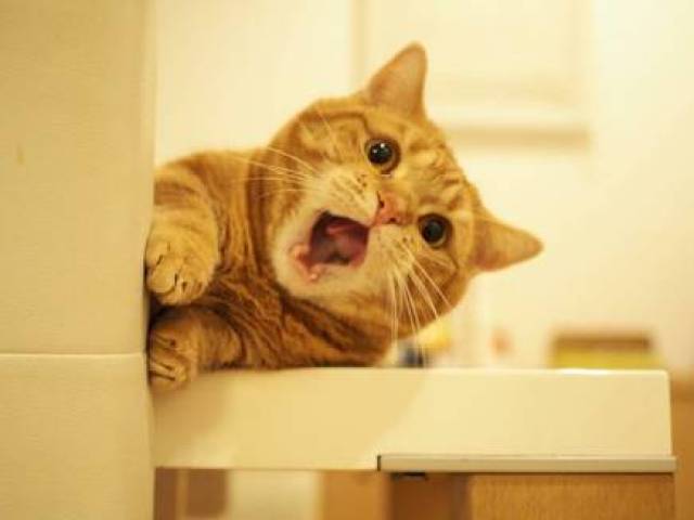 她们喜欢在微博等社交平台关注萌宠视频博主,对活泼软萌的小橘猫毫无