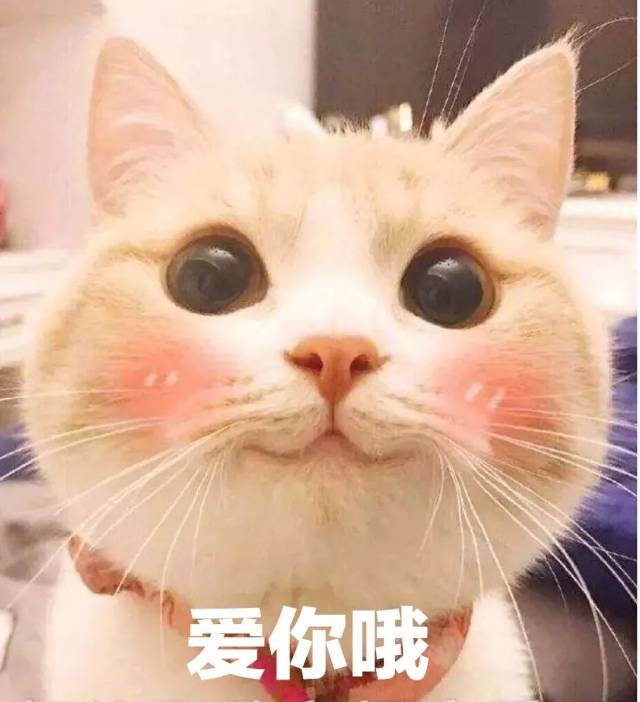 千万不要试图去了解一只小猫咪哈哈哈哈哈哈哈哈哈哈哈哈哈哈哈哈哈