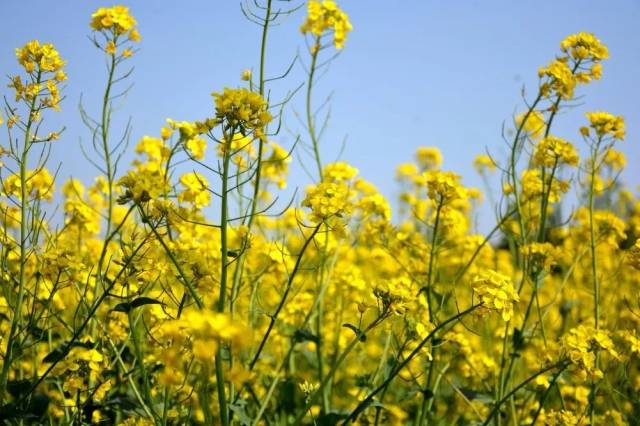 广州增城正果湖心岛油菜花基地 花期:2月至3月中旬