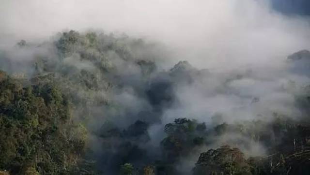 又到了云南春茶上市季节,冰岛40000,老班章12000.