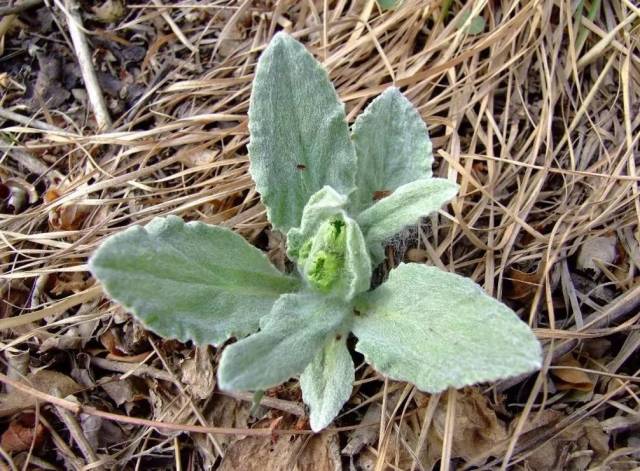 犬系指数:6 美貌指数:8 /8/ 狗舌草 菊科狗舌草属,多年生草本植物.