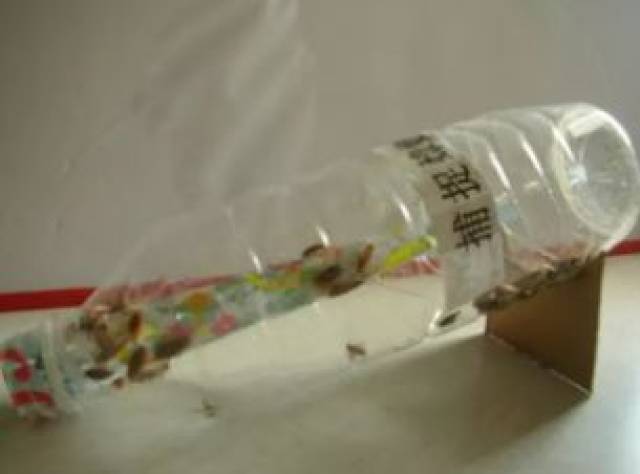 放个黄瓜就能驱蟑螂?对付TA们还是这些方法最