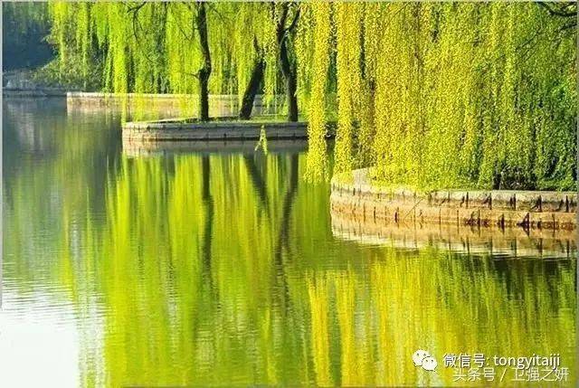 一粒嫩芽!回忆----- 一次深深的感动. 池鱼飞跃,春雨旖 ..