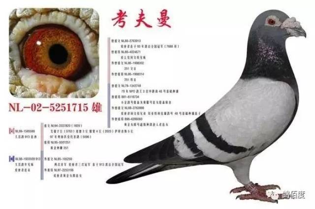 【鸽赏图】凡龙 芬尼卡5000 弋马利 胡本 考夫曼 克拉克詹森