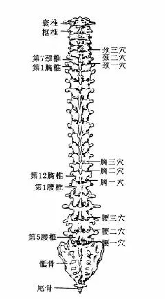 例如:颈椎的第七椎在颈椎排列顺序中在最下方,是载荷量最大的椎体,易