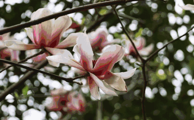 春花如画动态壁纸下载 v1.1安卓客户端 mdpda手机网