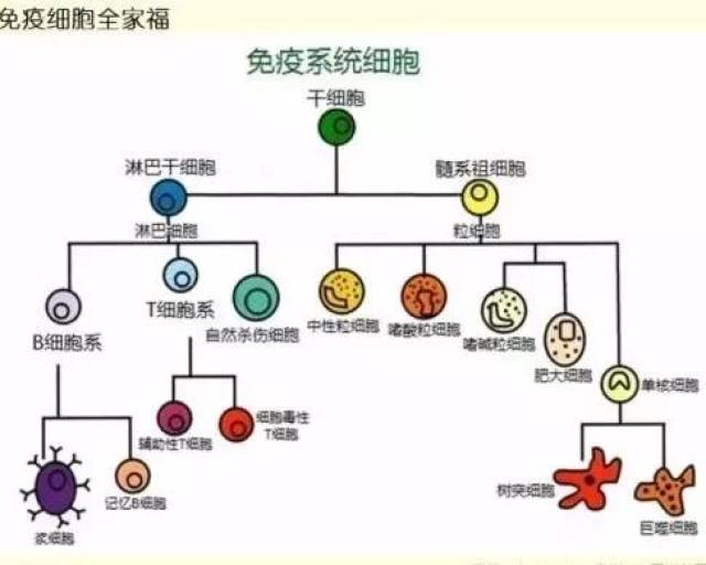 免疫力低下吃什么? 用它调理效果超好