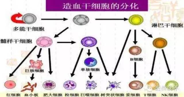 免疫力低下吃什么? 用它调理效果超好