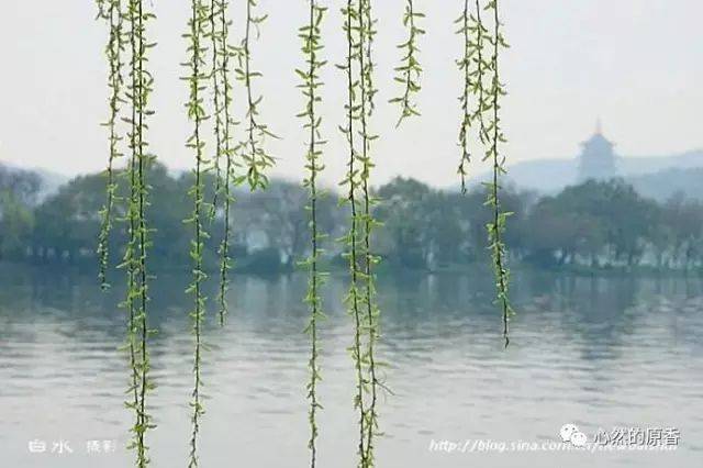 五九六九沿河看柳