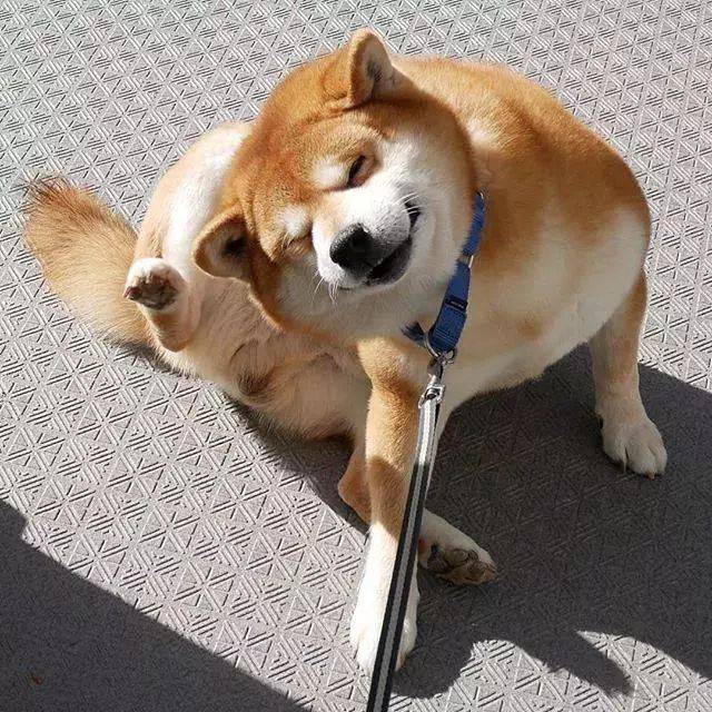 日本一柴犬因笑容治愈走红网络!网友:承包了我2018年的头像!