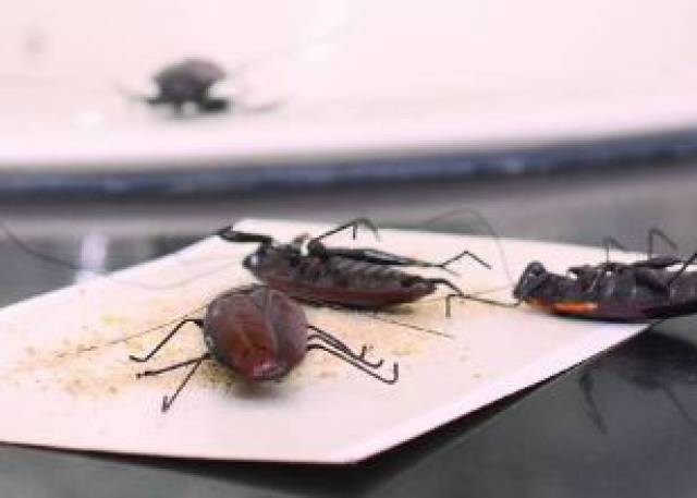 放个黄瓜就能驱蟑螂?对付TA们还是这些方法最