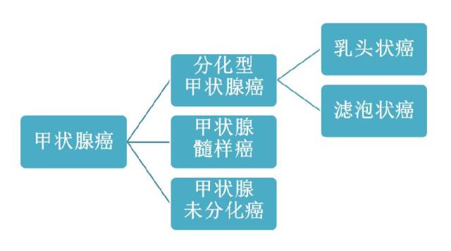 分化型甲状腺癌查 tg 和 tgab