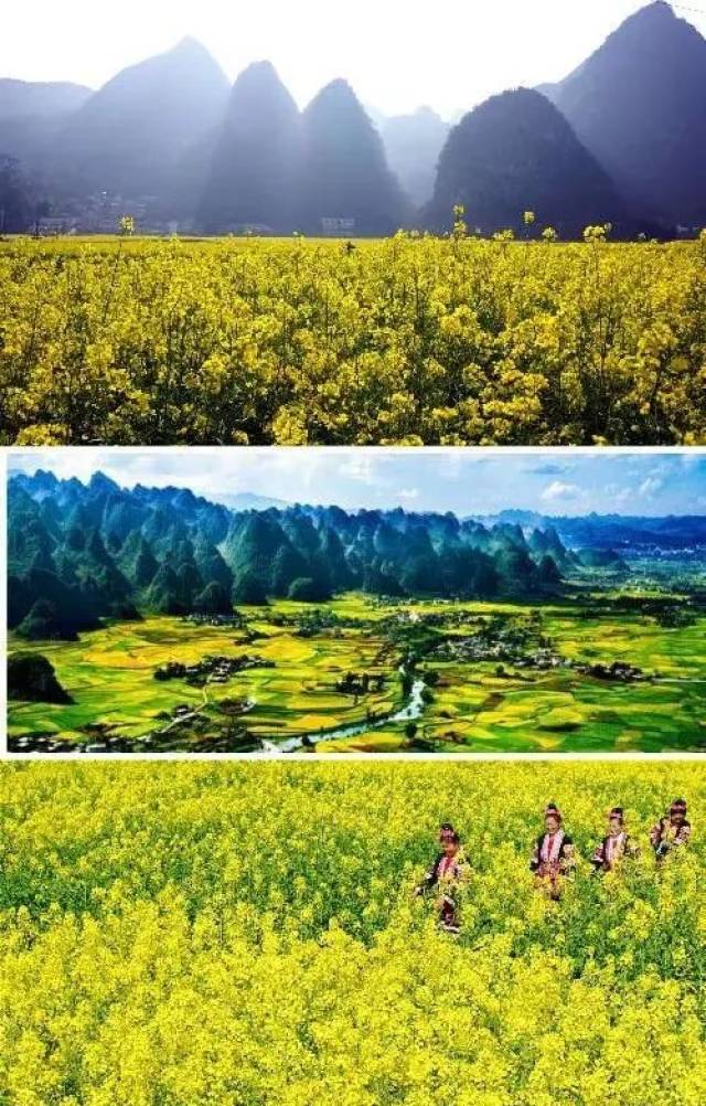 兴义油菜花最佳地点,油菜花旅游地点推荐(第9页)_大山谷图库