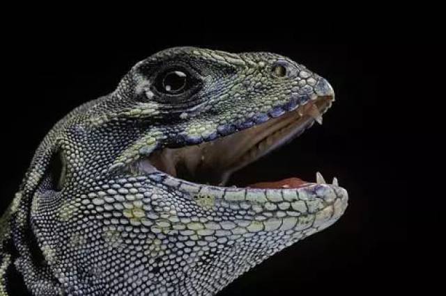 单性繁殖的蜥蜴没有想的那么神奇,有的你可能