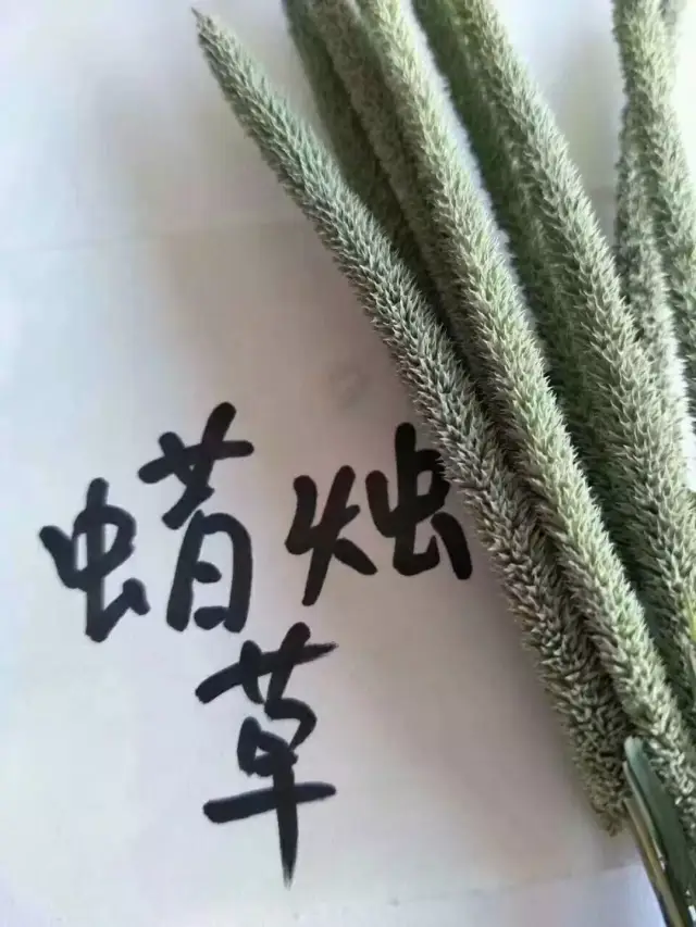 今年特殊,麦田除草关键期,注意!