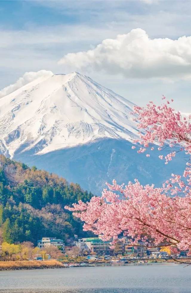 在富士山下看樱花是此生最美好的事之一 河口湖以拍摄富士山的 最佳